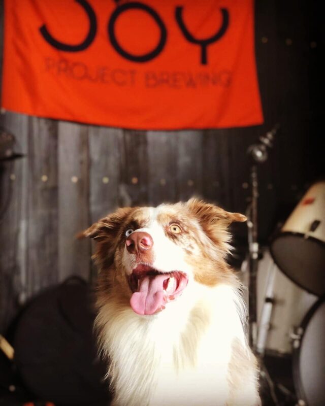 Os melhores amigos sempre são bem vindos aqui na Joy 🐶🍻♥️ #petfriendly • Joy Project Brewing Curitiba